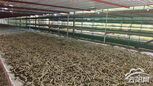 寶坪鎮(zhèn) 桑蠶養(yǎng)殖 織就蠶農 致富路