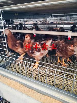 聊城高標準青年雞 山東脫溫雞養(yǎng)殖場 河北育成雞優(yōu)質基地 青年雞廠