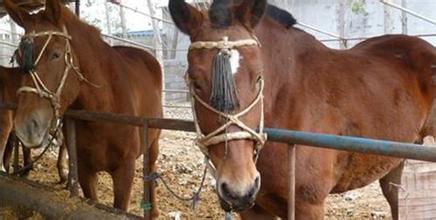 右玉縣哪里有賣灰姑娘馬車的