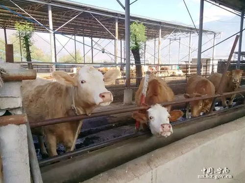 寧南縣新建兩個地震宏觀異常觀測點