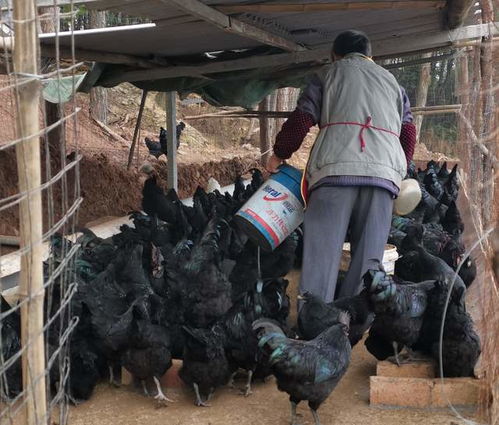鼎達生態養殖園,著力打造生態綠色種養殖基地