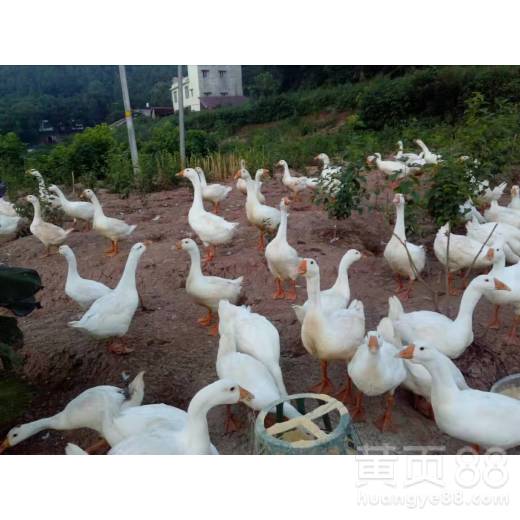 【樂山出售土雞苗批發鴨苗批發鵝苗】-