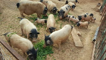 山西省垣曲縣華峰鄉成家巴馬香豬養殖基地