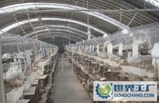 種鴿銷售 種鴿品質 聊城高翔種鴿繁殖基地 肉鴿養殖_農副產品_世界工廠網中國產品信息庫