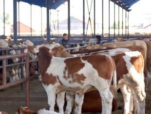 供應吉林遼源肉牛養殖基地 西門塔爾牛價格_農副產品_世界工廠網