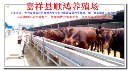 湖南花垣縣魯西黃牛養殖基地：特色產業助力鄉村振興