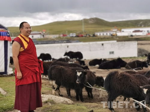 班禪重返故鄉那曲 體察藏北民情，關注牧區生態與養殖基地發展