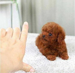 重慶養殖基地直銷泰迪犬及其它幼犬 專業服務，貼心保障