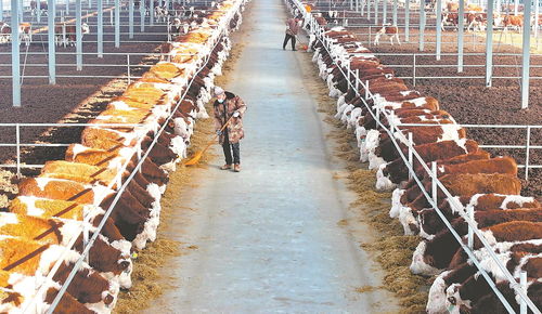 安徽經濟持續恢復向好，高質量發展力爭開門紅——養殖基地的轉型與貢獻