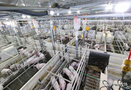 云階牧場生態豬養殖基地 綠色養殖與生態和諧的新典范