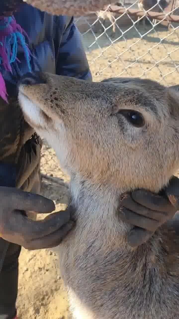 梅花鹿養(yǎng)殖與產(chǎn)業(yè)鏈發(fā)展探析