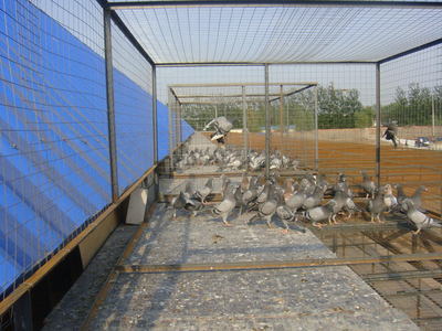 北京御龍翔天信鴿養(yǎng)殖中心相冊(cè)——探訪中國(guó)信鴿信息網(wǎng)推薦基地