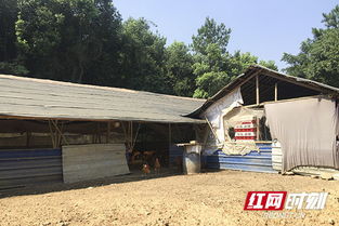 父子三人齊養(yǎng)雞——雞司令繼承三十年養(yǎng)雞事業(yè)