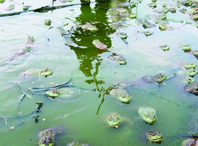 寧海胡陳鄉(xiāng)轉(zhuǎn)型之路 從牛蛙養(yǎng)殖到對(duì)蝦、蔬菜多元化發(fā)展