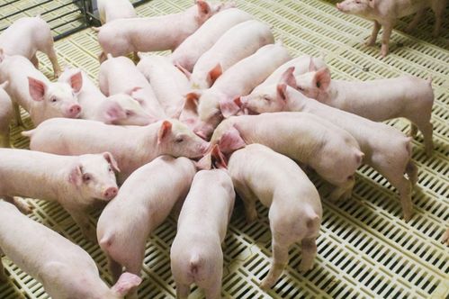 科技賦能筑芯基，產(chǎn)業(yè)融合促振興——中國(guó)農(nóng)民豐收節(jié)的養(yǎng)殖基地新篇章