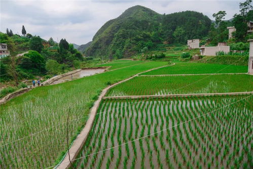 黃平1500斤優(yōu)質(zhì)魚(yú)苗助力貧困村產(chǎn)業(yè)發(fā)展，養(yǎng)殖基地迎來(lái)新希望