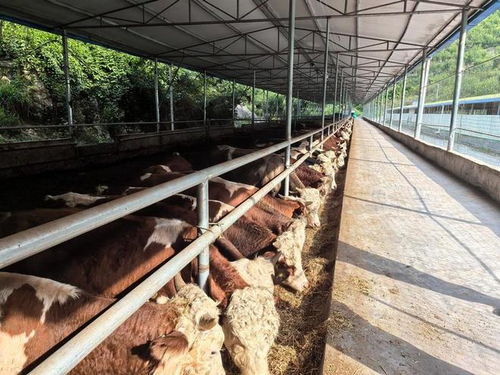 沿河牛勁十足產業興 蓄勢待發正當時——探訪現代化養殖基地發展之路