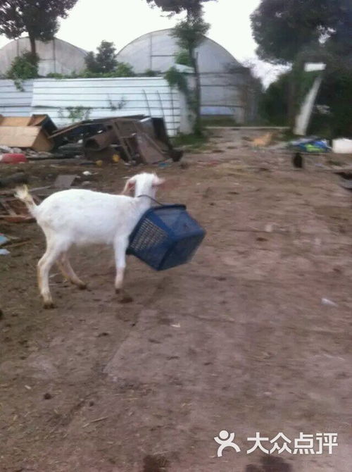 飛鳳白山羊養殖基地 優質羊肉產業的典范