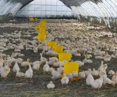 中國林口——歡迎您蒞臨養殖基地