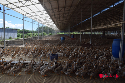 抓好“三六九” 奮戰“百千萬”——海豐縣平東鎮鄉村產業“百花齊放”步穩蹄疾