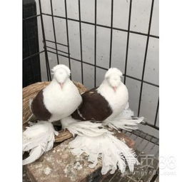 精品元寶鴿種鴿選購指南 養殖基地推薦與養殖要點