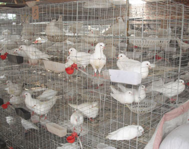 新疆肉鴿養殖場——專業養殖基地，優質肉鴿供應