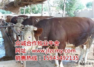 陜西黃牛養殖場與養殖基地的發展與特色