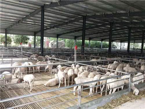 山森牧業(yè) 卓越的湖羊養(yǎng)殖基地
