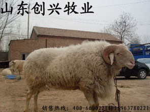 山東創(chuàng)興肉牛養(yǎng)殖場(chǎng) 波爾山羊與改良肉牛犢的專業(yè)養(yǎng)殖基地