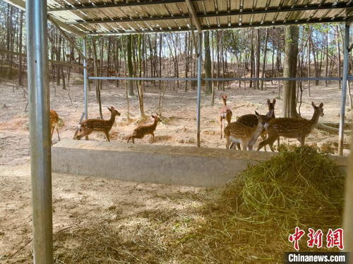 呦呦鹿鳴 唱響山村振興曲——江西吉安縣特色養(yǎng)殖基地紀(jì)實(shí)