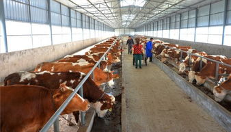 脫貧大考 利州答卷 弦歌不輟奏華章——看利州生態(tài)種養(yǎng)殖基地的實(shí)踐與成就