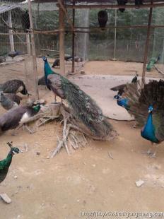 廣西南寧橫縣藍(lán)孔雀養(yǎng)殖基地 農(nóng)副產(chǎn)品產(chǎn)業(yè)的新亮點(diǎn)