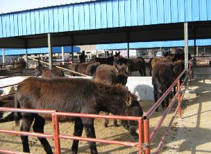 肉驢養(yǎng)殖技術(shù)及江西、福建地區(qū)育肥實(shí)踐與市場(chǎng)行情分析