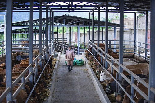 從一步千年到百年跨越 云南直過(guò)民族養(yǎng)殖基地引領(lǐng)脫貧奔小康新路