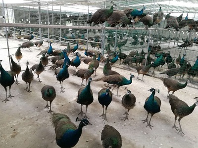 探索重慶合川仙羽孔雀養(yǎng)殖基地 孔雀工藝、蛋肉批發(fā)的綜合樂(lè)園