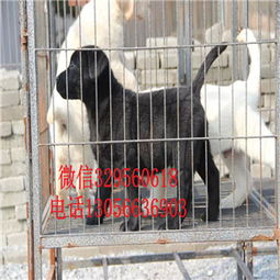 長(zhǎng)壽地區(qū)精品拉布拉多犬購(gòu)買指南 賽級(jí)品質(zhì)與養(yǎng)殖基地推薦