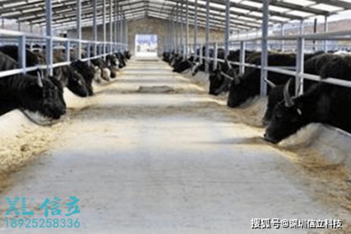 拉薩牦牛養(yǎng)殖基地環(huán)境監(jiān)測(cè)系統(tǒng)的應(yīng)用與價(jià)值