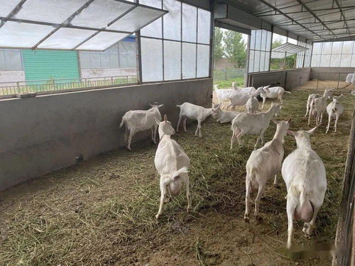 明日劇透 純正奶源鑄就優(yōu)質(zhì)羊奶粉，揭秘養(yǎng)殖基地的核心奧秘