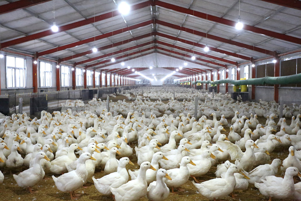 河北獻縣肉鴨“闖”世界 養殖基地的崛起之路