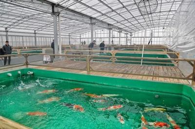 松江錦鯉養殖基地落成 告別“轉發錦鯉”，來賞真錦鯉