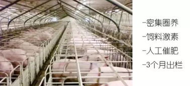 天福山生態養殖基地 五一特惠眾籌，品味自然跑山黑豬肉