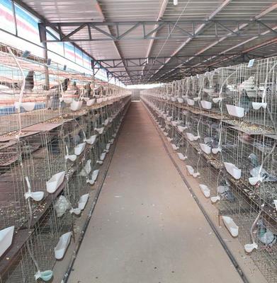 中衛市肉鴿養殖基地的發展與經營模式