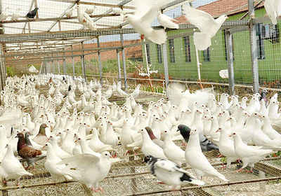 興隆鴿肉養殖基地 專業養殖與健康美食的完美結合