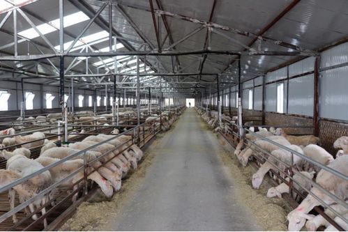 養羊怎么玩出新花樣？實探15萬只湖羊養殖基地